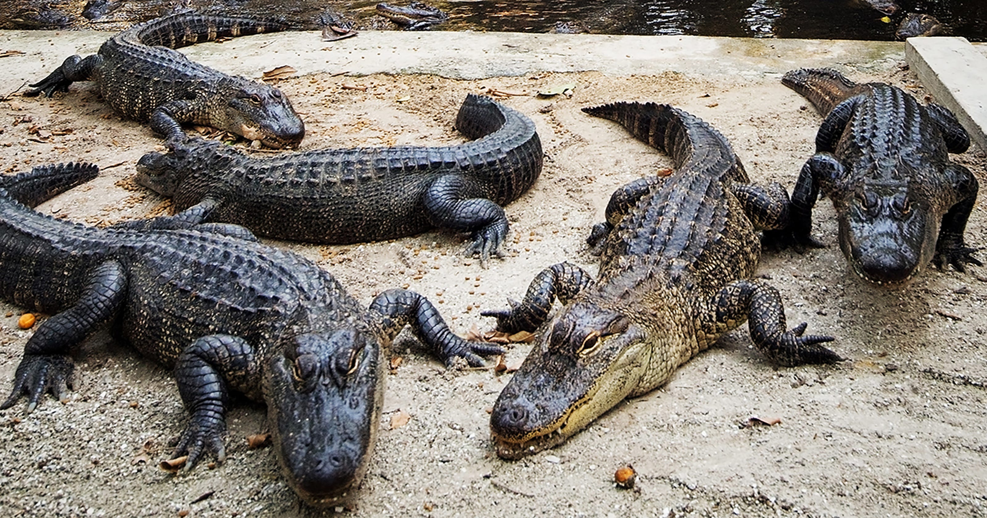 Tennessee Wildlife Resources Agency officials say alligators are
