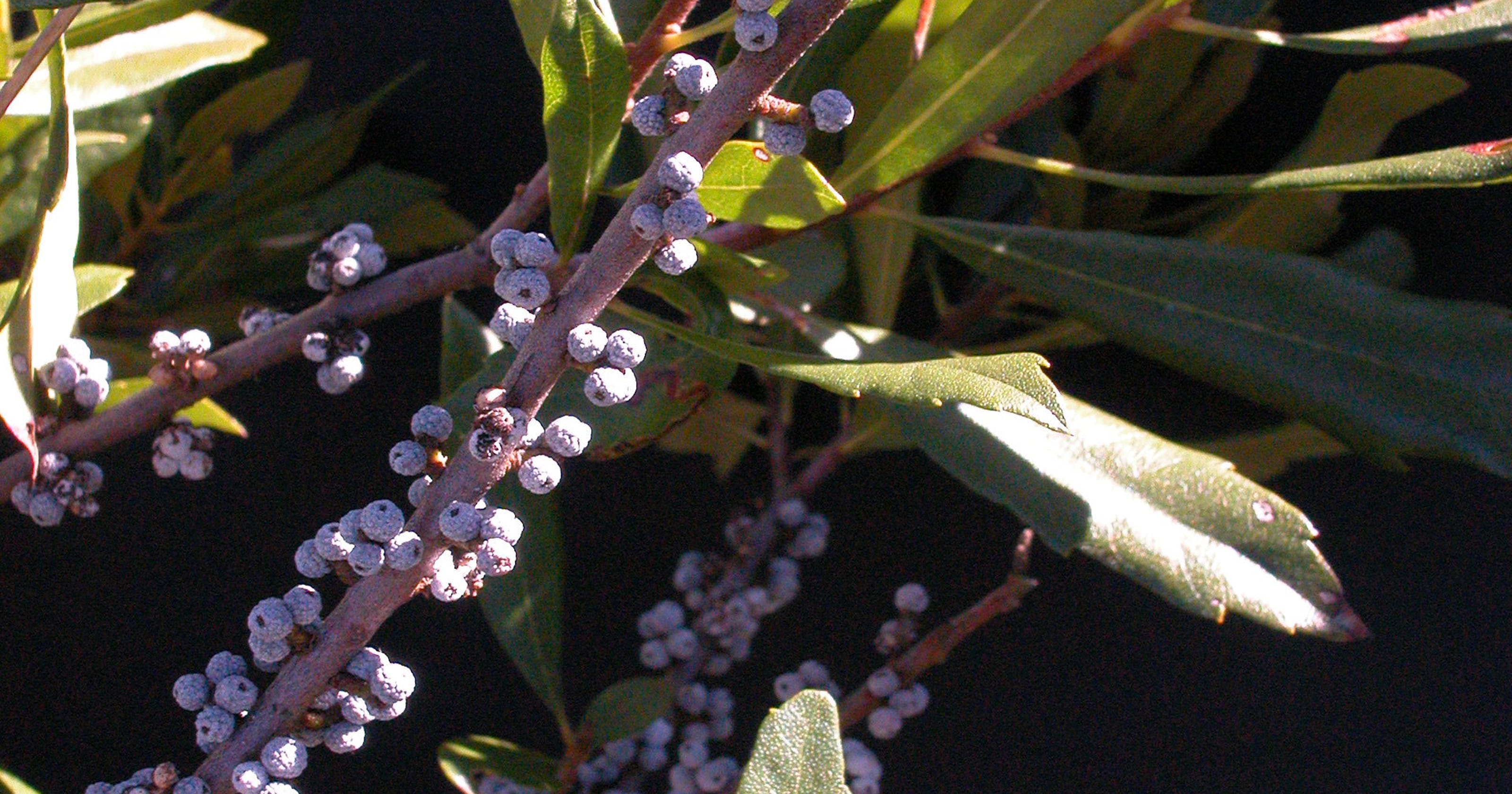 Wax myrtle produces berries, material for candles