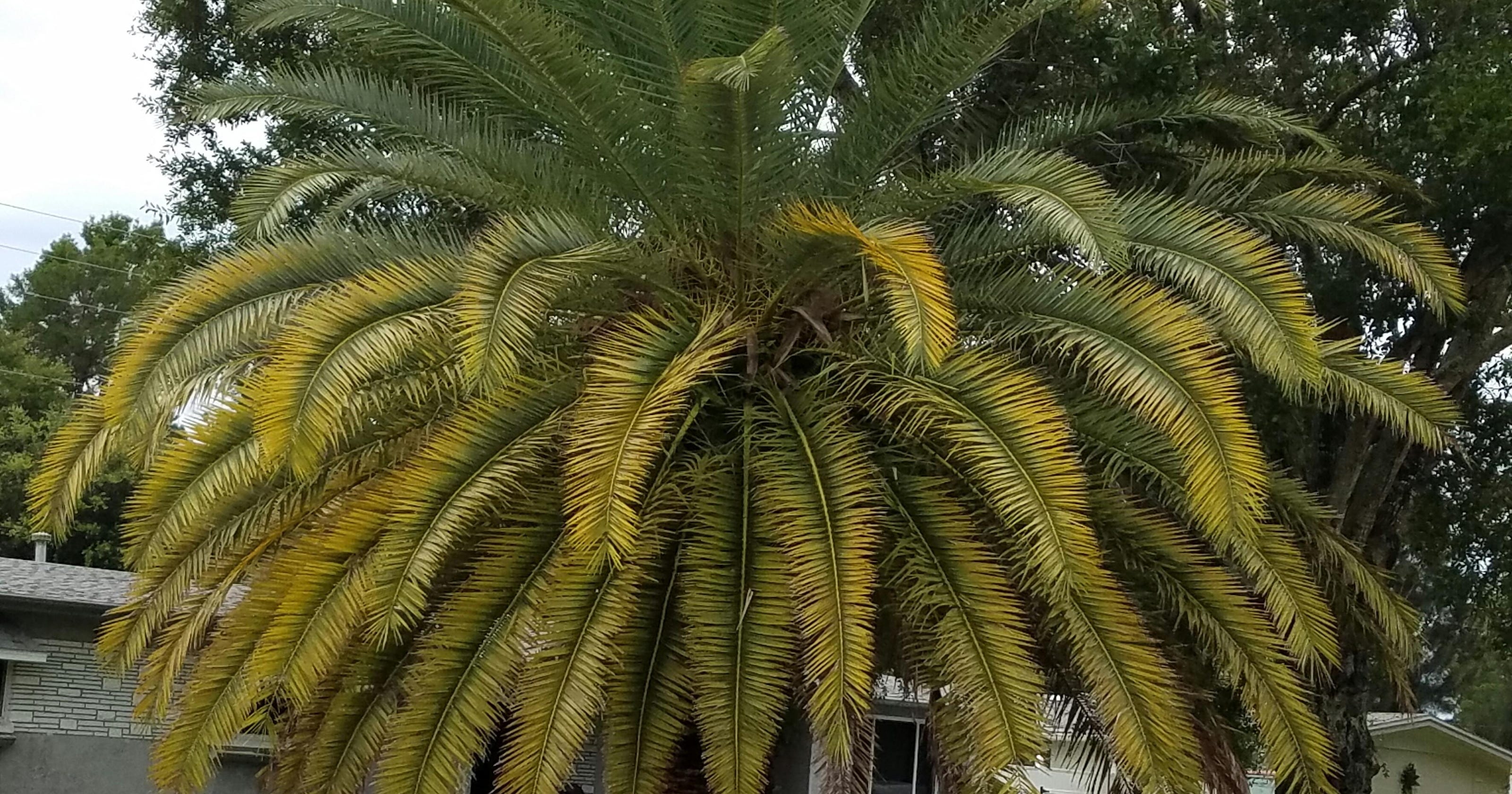 What to do when palm fronds yellow 