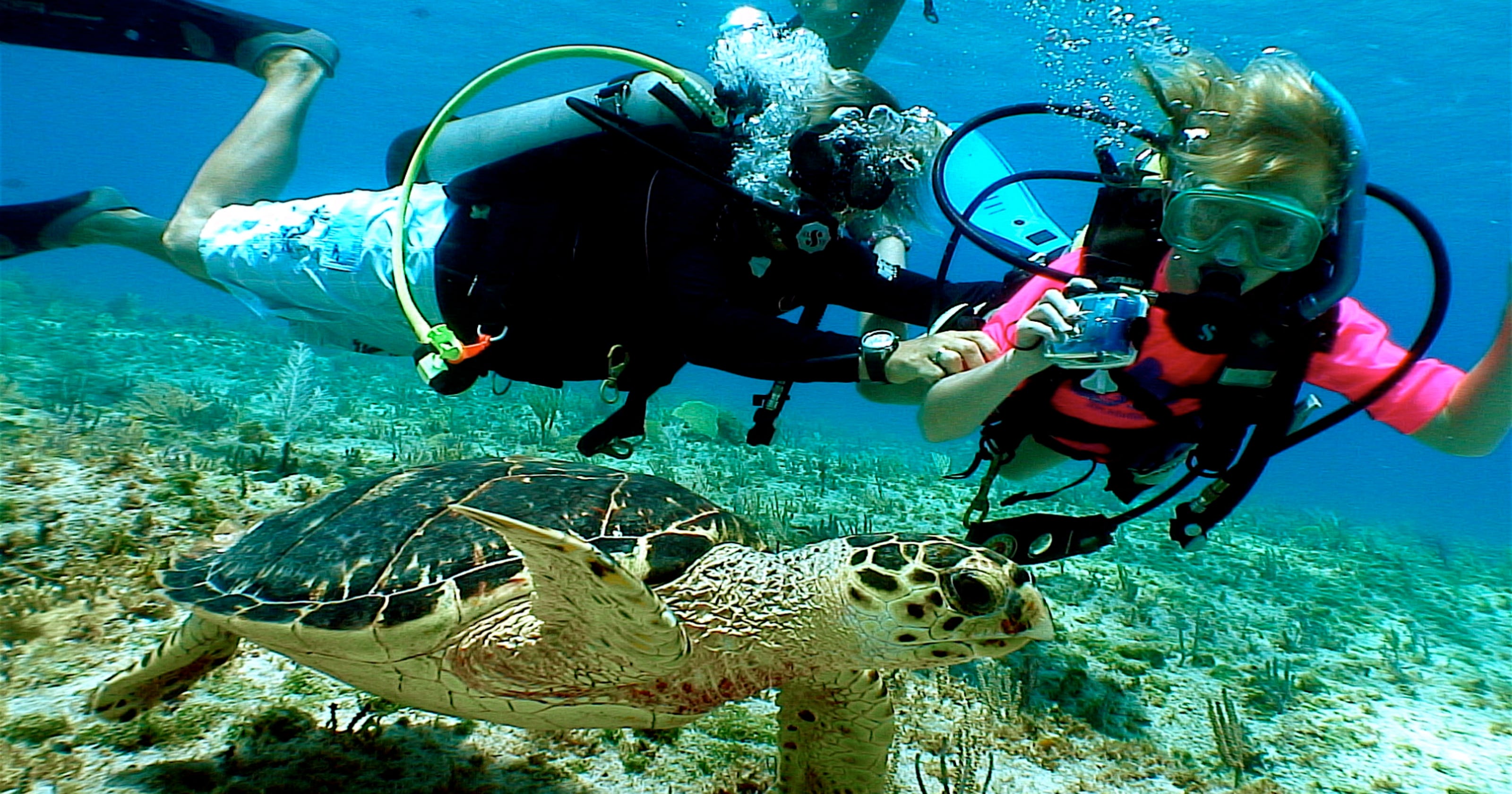 Scuba Steph'S Instagram: Ocean Wonders - l1vbced