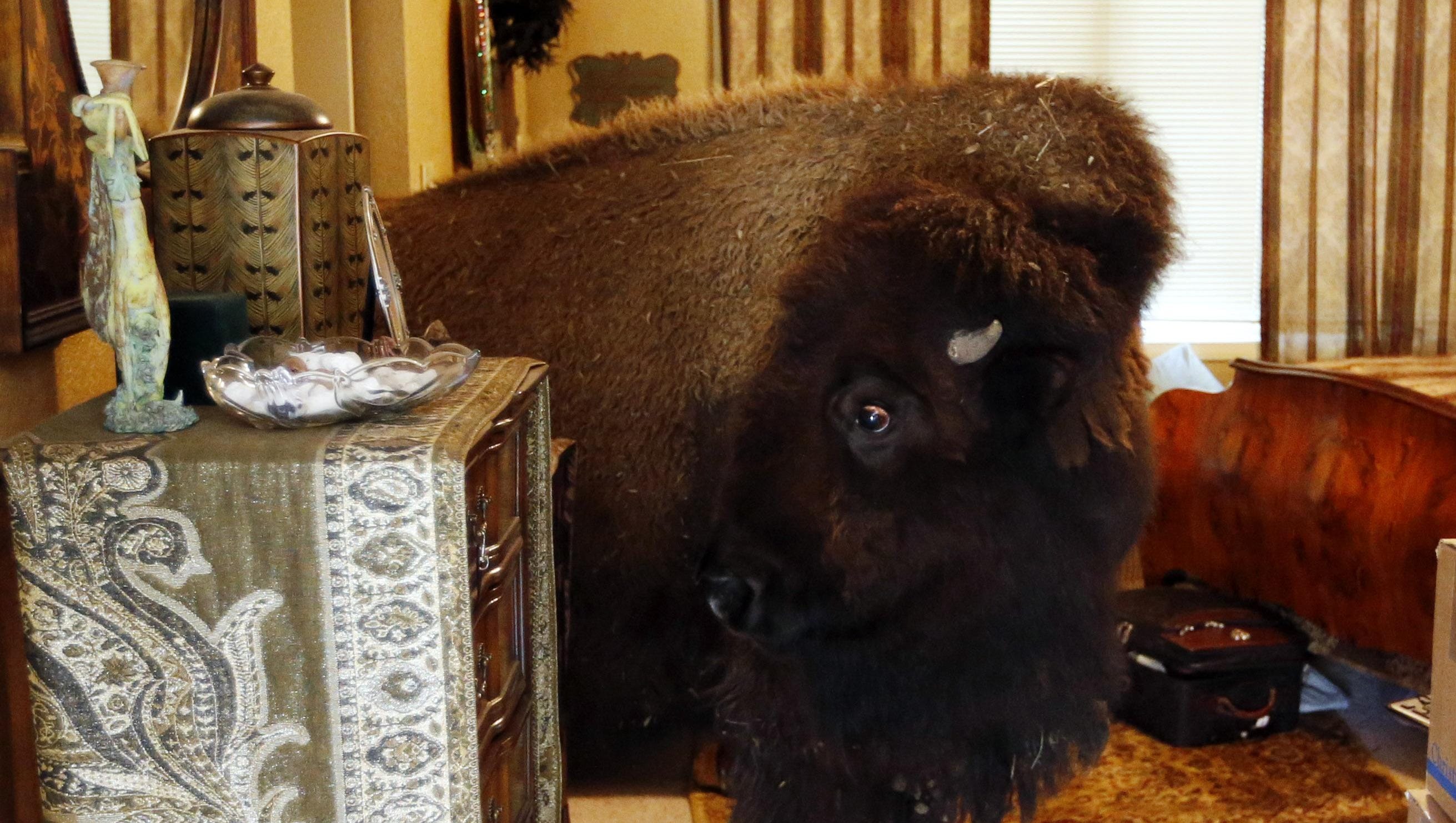 Housetrained bison with ‘great personality’ finds a new home