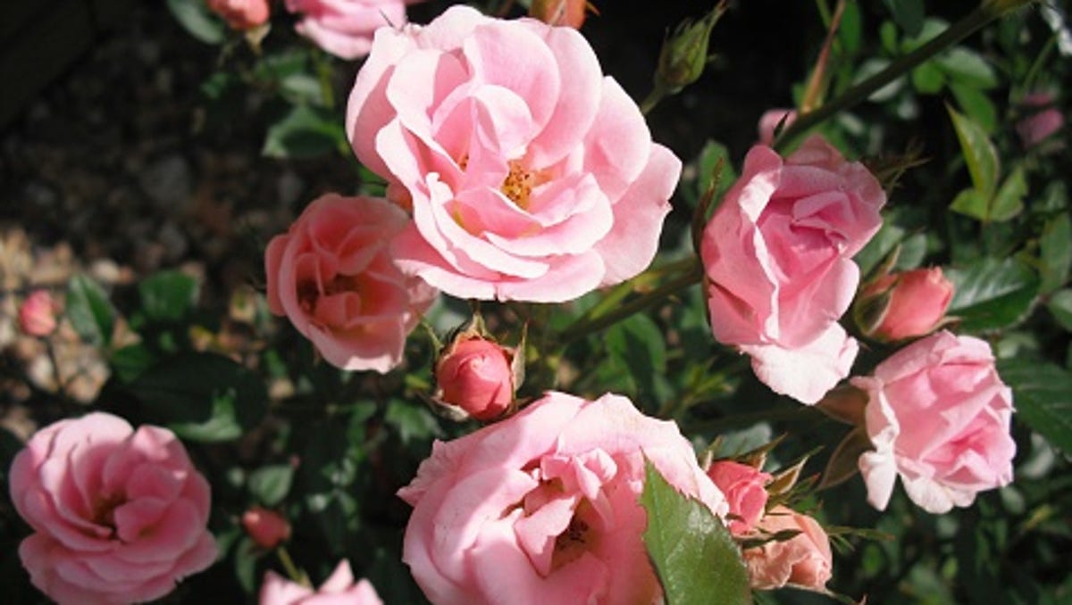 Master Gardeners How To Grow Healthy Rose Bushes In Redding