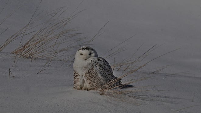A snowy owl at the Broome County landfill in February 2014.