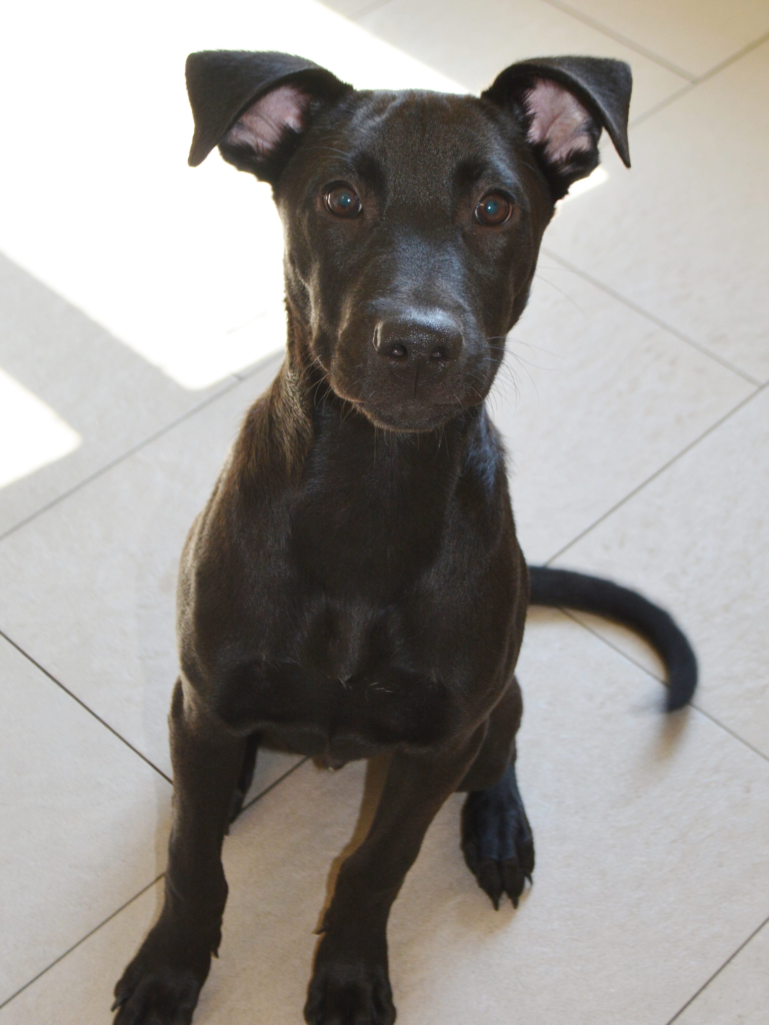 History of SPCA in CumberlandCounty and Vineland