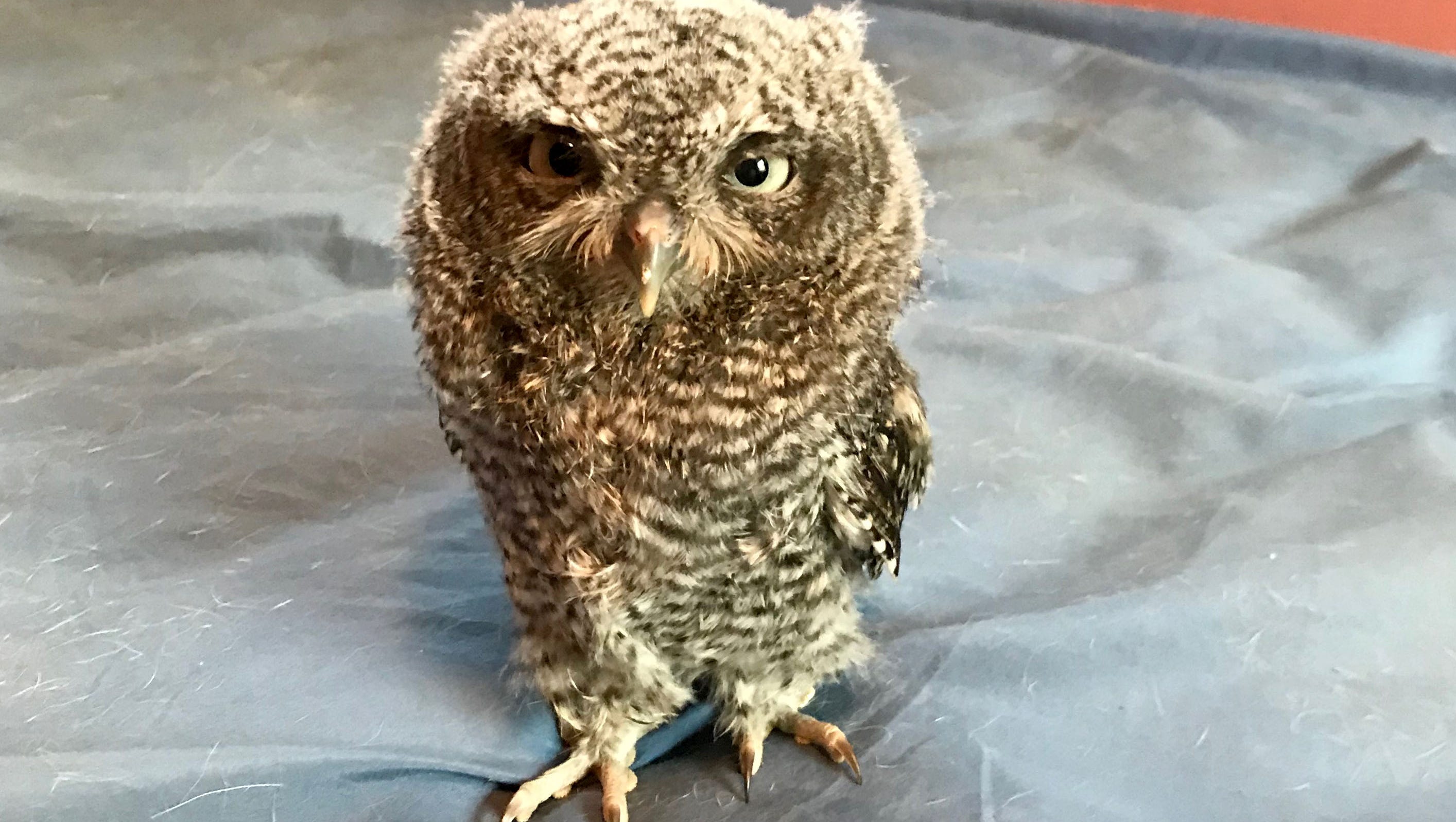 This Tiny Owlet Appeared In A Ferndale Home