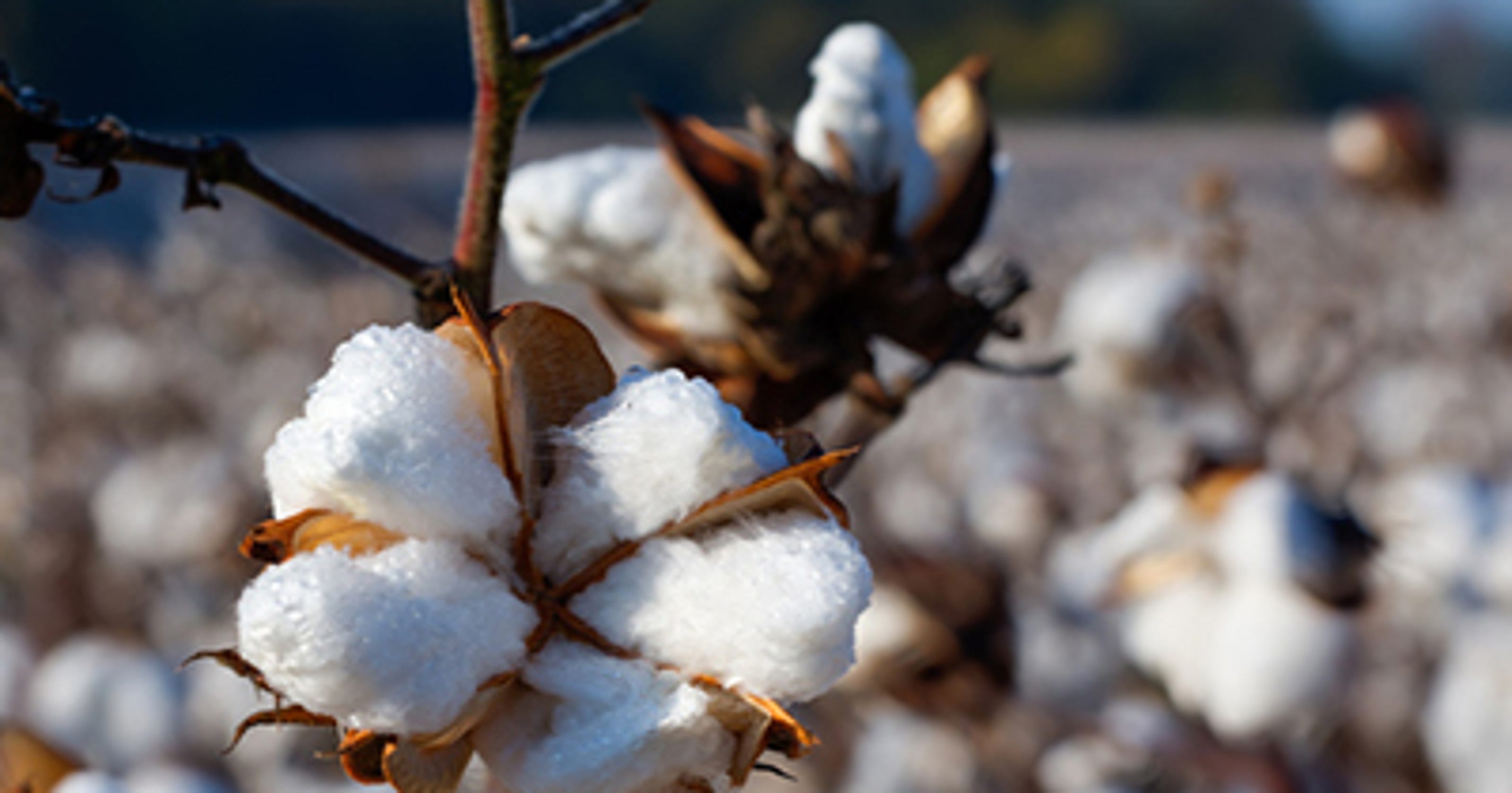 Students told to pick cotton, sing slave songs on field trip