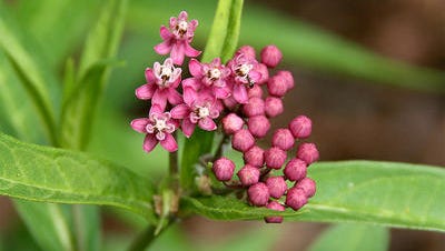 Swamp Milkweed attracts several butterflies and is ideal for soil that tends to stay moist.