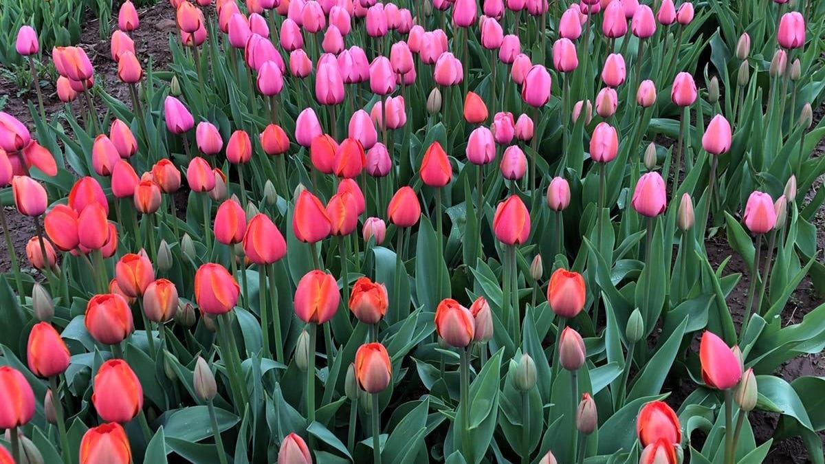 In the Garden Consider tulips for spring color