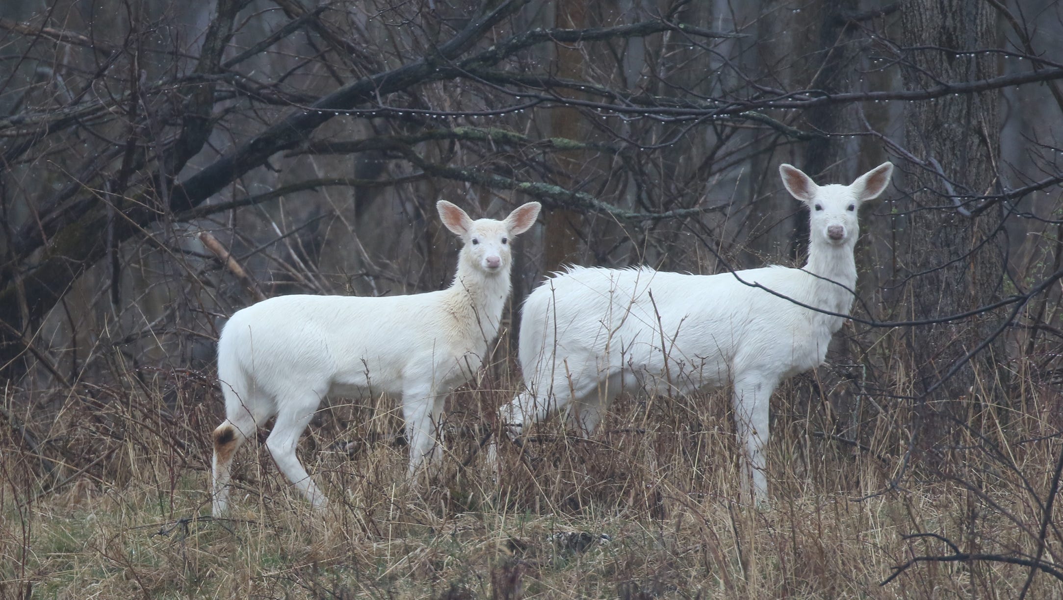 Seneca white deer find permanent home at Deer Haven Park at Army Depot