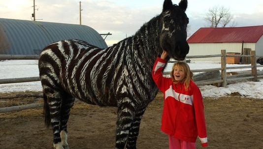 Shelby Frye and her zebra