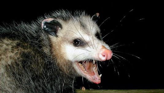 Possum Drop goes on for New Year's Eve, without live animal Possum Drop goes on for New Year's Eve, without live animal
