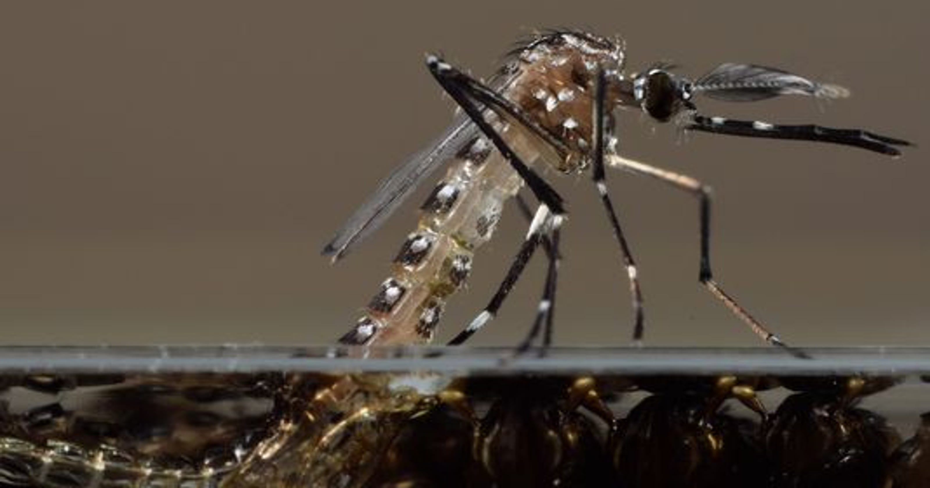 Millions of genetically modified mosquitoes could be released
