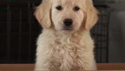 godaddy pulls super bowl ad after uproar