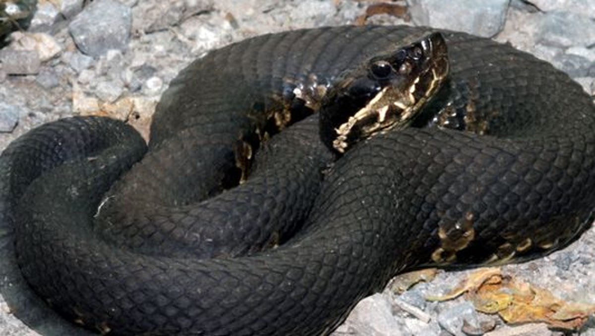 man reportedly dies of venomous snake bite