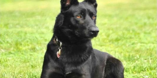 K9 Recovering After Saving Deputy From Ambush Attack