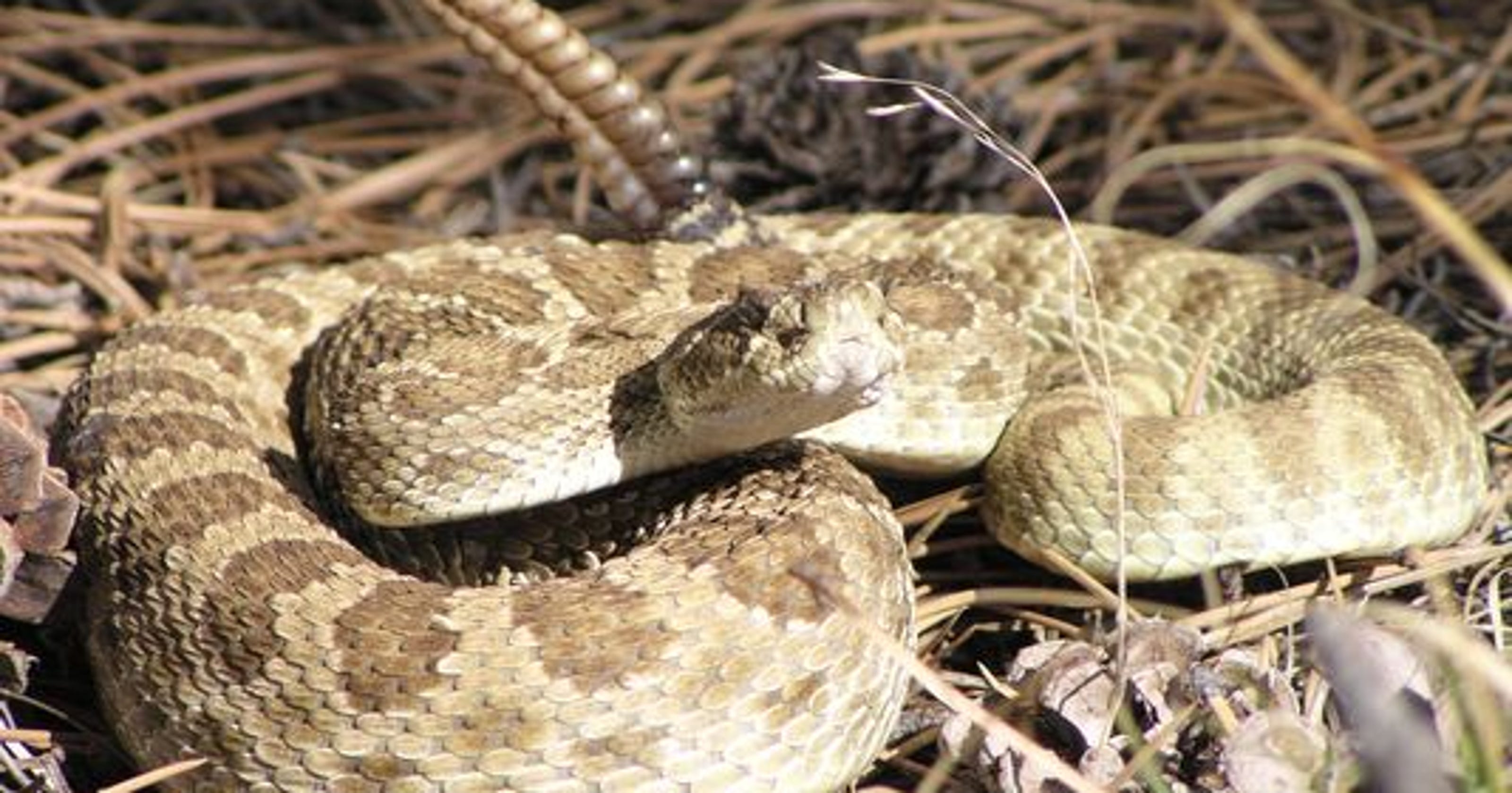 How to protect yourself and your dog from rattlesnake bites