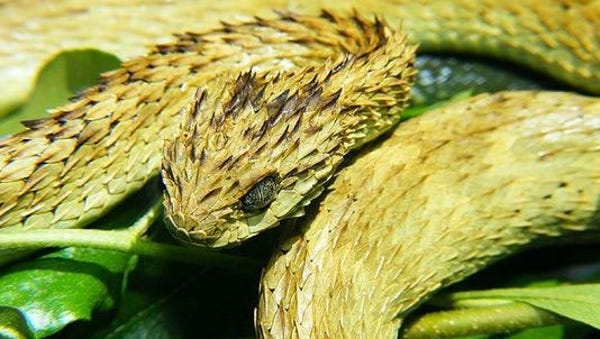 Common names: rough-scaled bush viper, spiny bush 