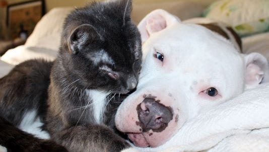 Blind Cats Pit Bulls Become Fast Friends
