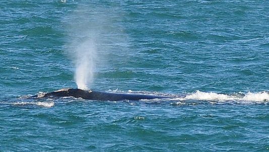 A right whale off the coast of Cocoa Beach. A mama right whale and her baby are hanging out in Sebastian Inlet right meow.