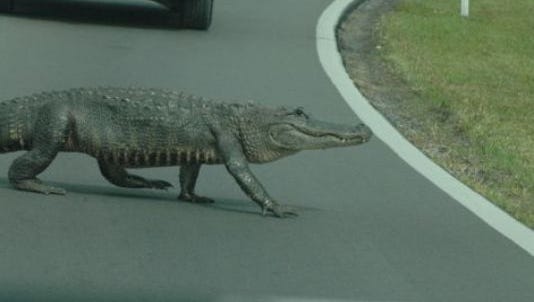 Don Mengle, a visitor from Pennsylvania, snapped photos of an alligatoron Thursday, March 3, 2016as itcrossed Sanibel Captiva Road on Sanibel.