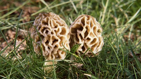 Let mushroom season begin! Michigan foragers have started looking for the elusive morel.