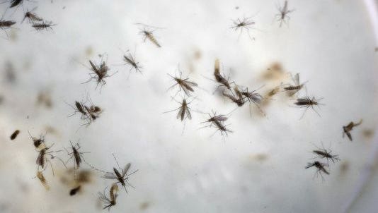 Aedes aegypti, or yellow fever mosquitoes, are seen in a mosquito cage at a laboratory in Cucuta, Colombia.