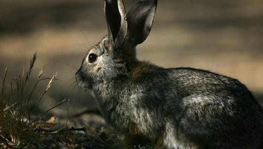 Larimer County's first reported human case of tularemia in 2018 was recently confirmed by the county health department.
