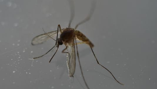 The CDC and the surgeon general have reiterated warnings to travelers of Rio about the mosquito-borne Zika virus.