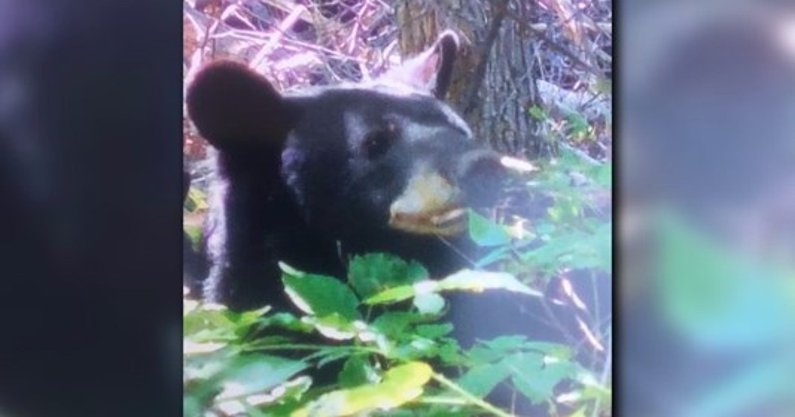 Woman, mauled by bear, calls 911 'I’m bleeding, and I’m going to die'