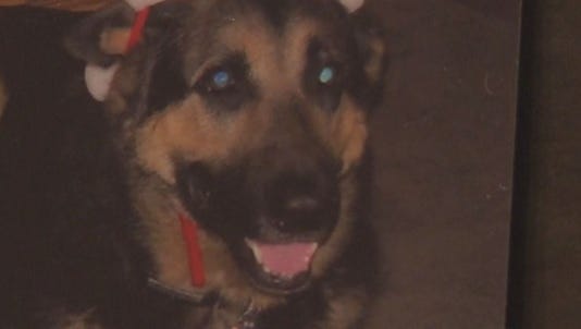 Owner charged for letting dog run loose after neighbor shot, killed it Owner charged for letting dog run loose after neighbor shot, killed it