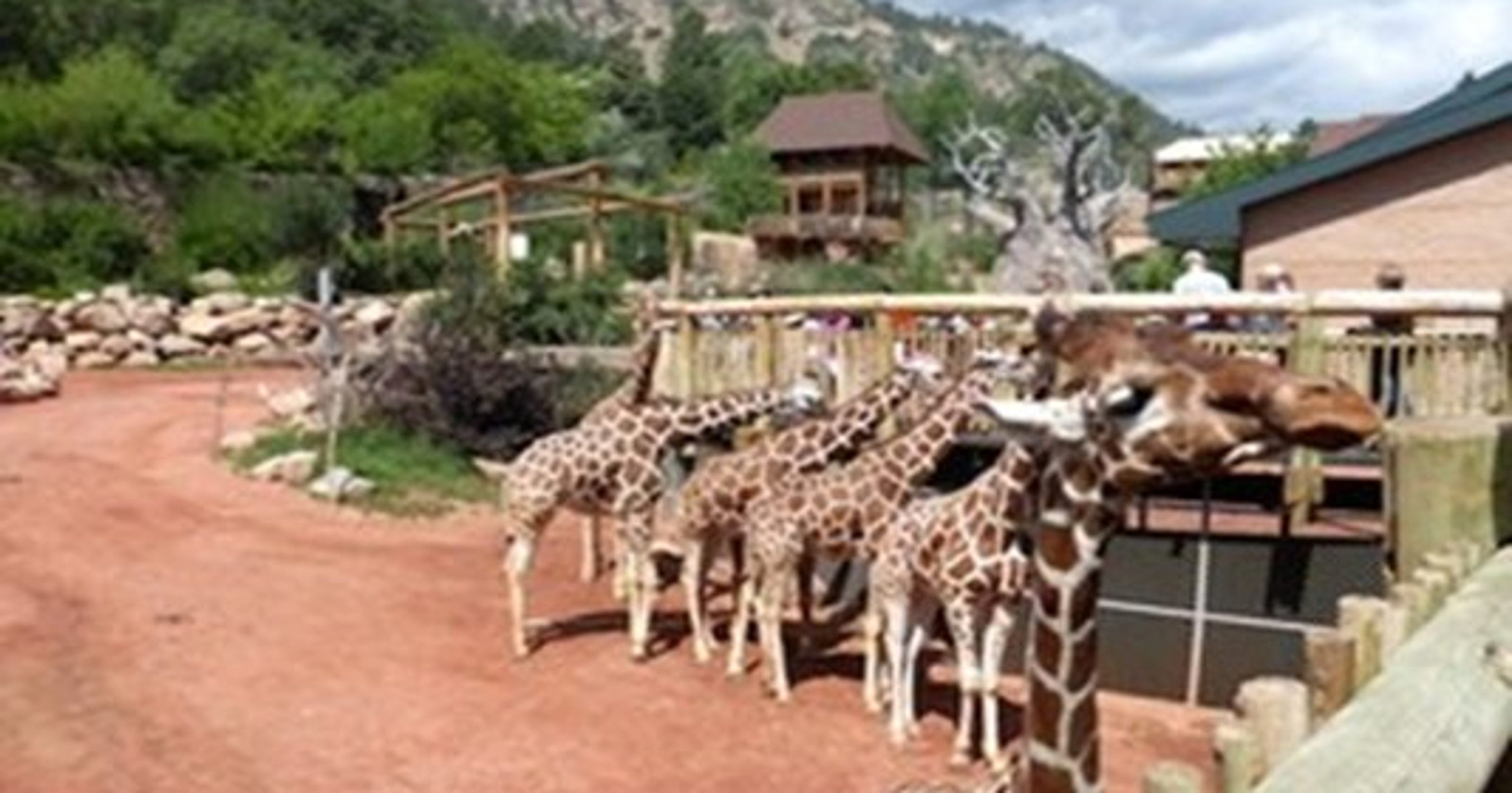 Oldest giraffe in North America dies at Cheyenne Mountain Zoo in