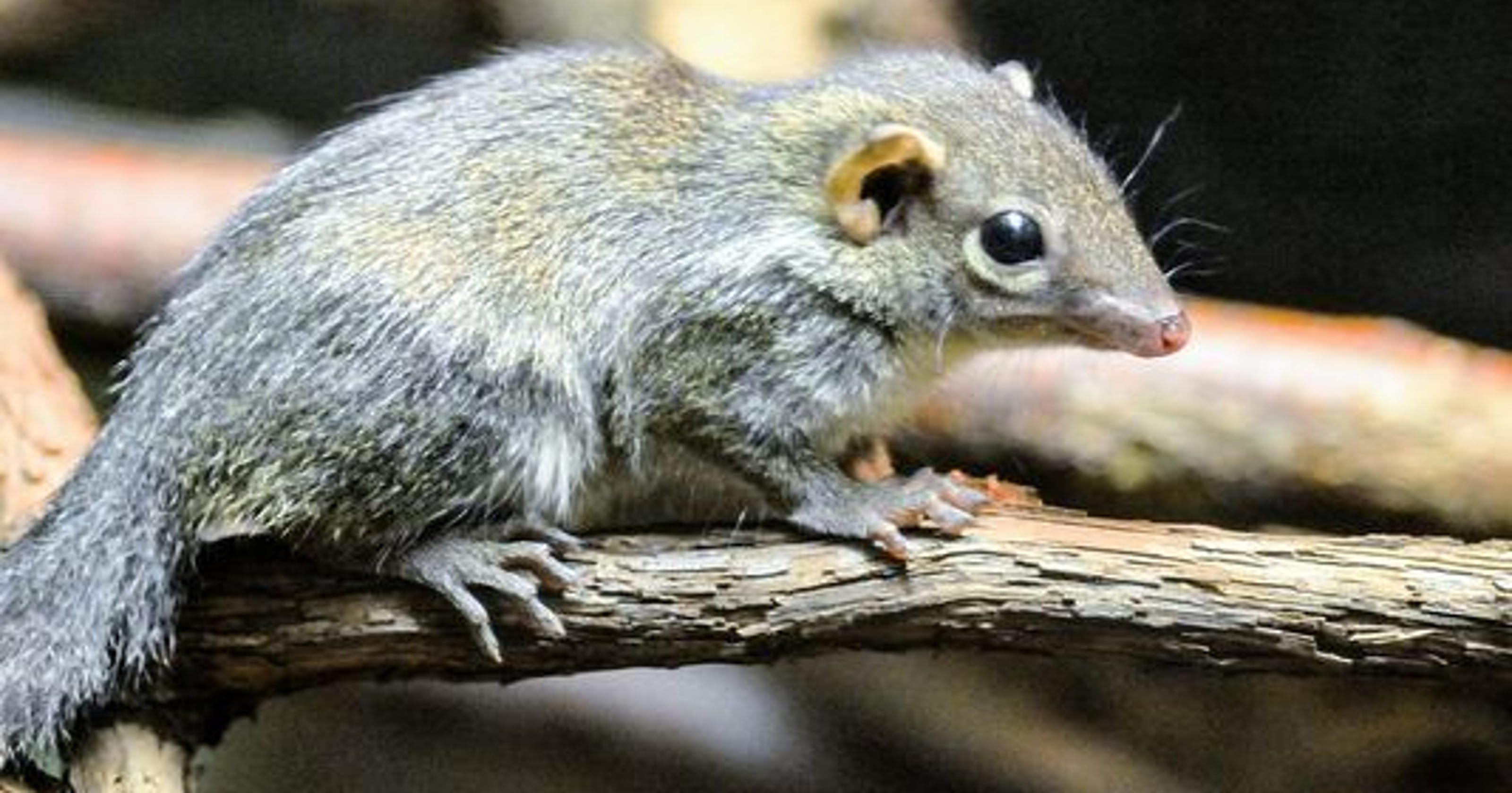 Northern tree shrews: Tame? Nope. Cute? Definitely