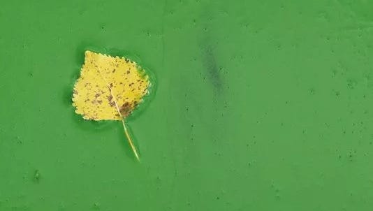 Warm weather and sunlight can speed the growth of blue-green algae in Indiana lakes, according to the Indiana Department of Environmental Management website.
