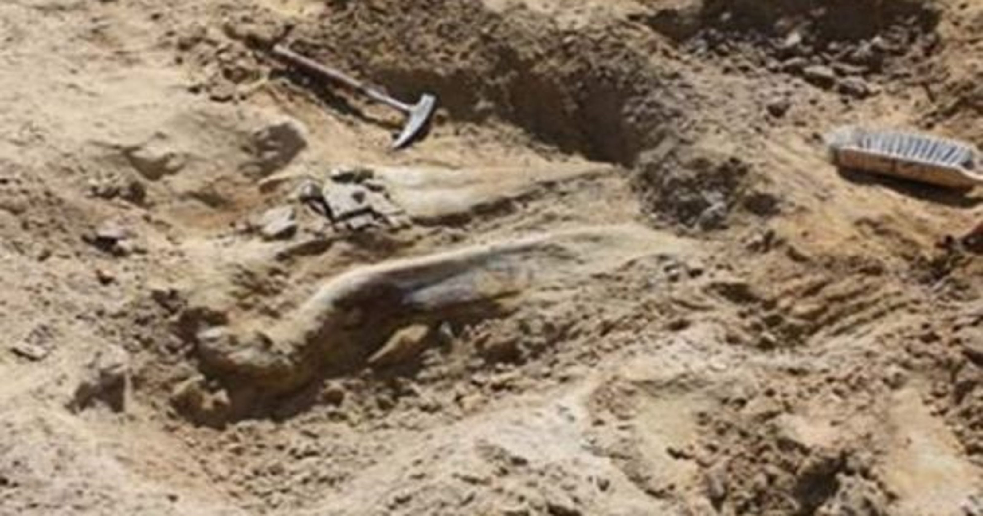 archaeologist finding dinosaur bones