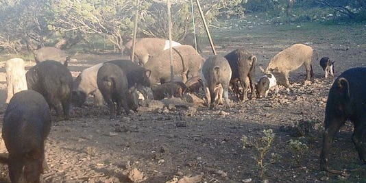 County Officials Says New Feral Hog Poison Shows Promise