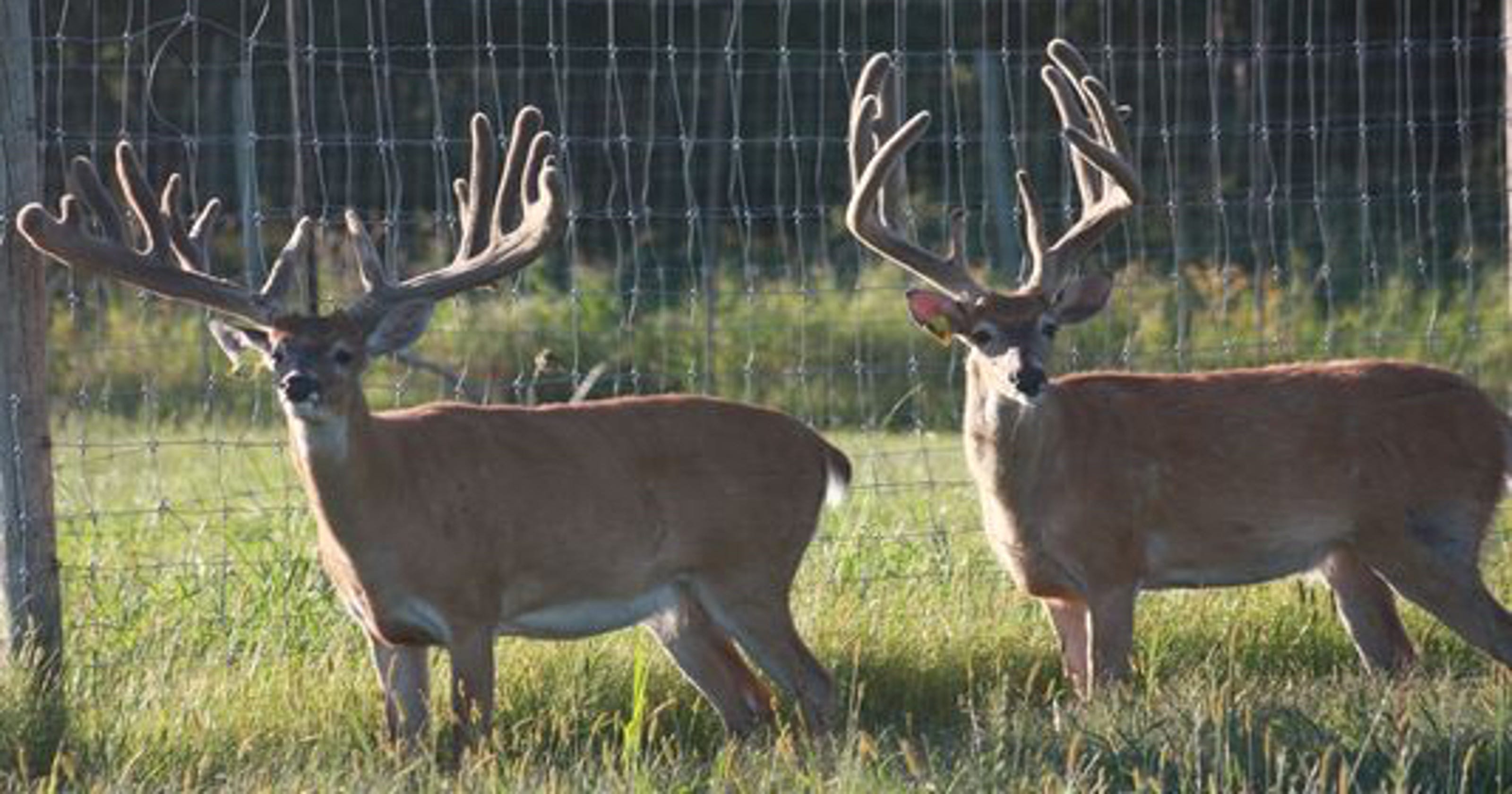 Deer Farm Owners Paid 52 000 For Depopulation In Bayfield