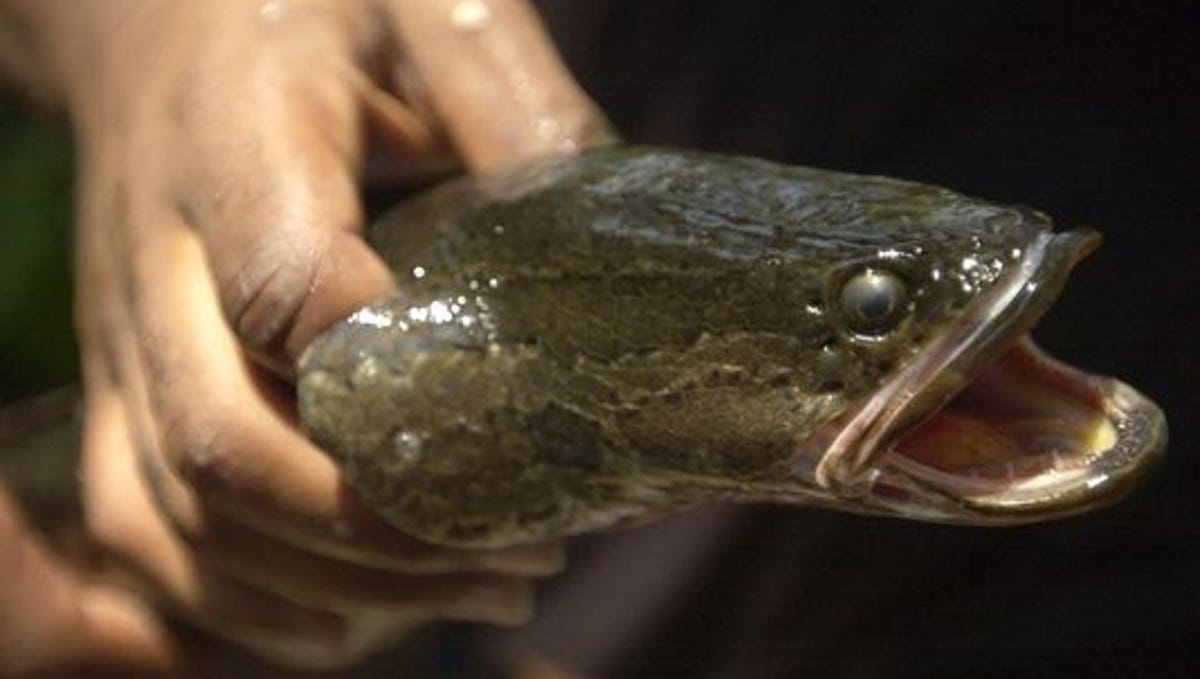 A Department of Natural Resources fisheries biologist holds an adult northern snakehead fish in this file photo.