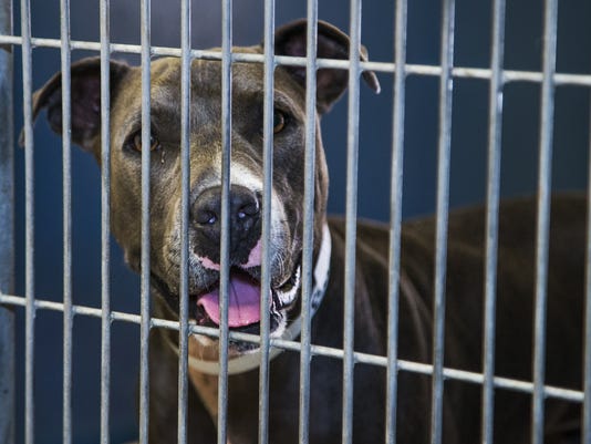 I Lost My Dog How To Find Your Pet In Phoenix