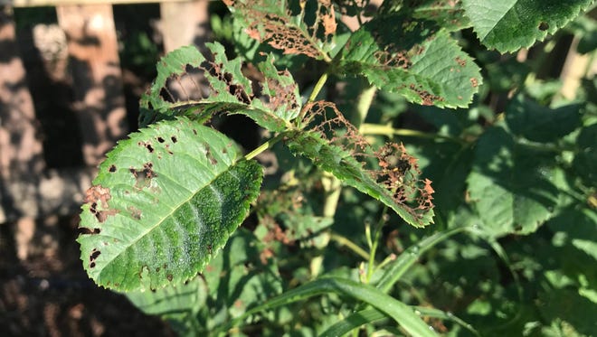 Japanese beetles skeletonize the leaves of roses and many other plants.