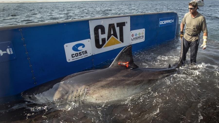 Researchers captured this great white shark in August 2013 off Cape Cod, fitted her dorsal fin with a satellite tracking device and dubbed her “Katharine.” At the time, she was 14 feet long and weighed 2,300 pounds. Now they believe she’s likely a few feet longer and at least 3,000 pounds — the size when big great whites start to make little great whites.