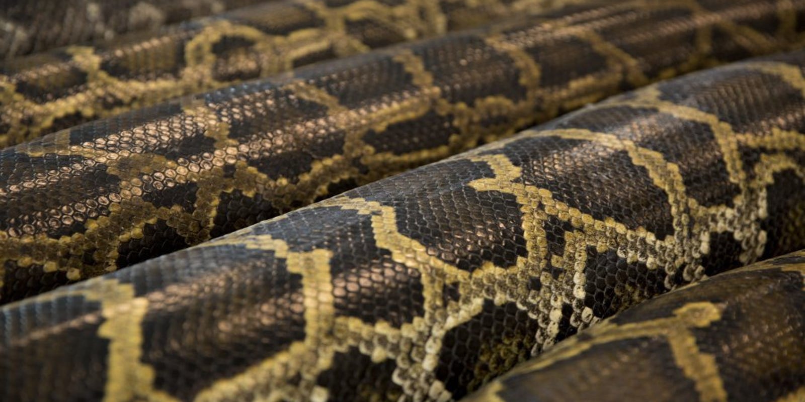 Incredible stories about pythons from around the world