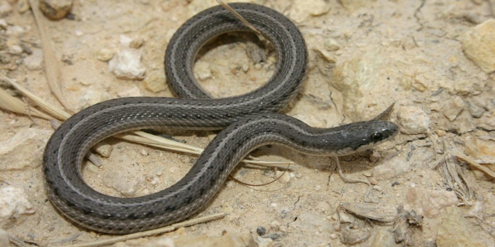 Wild About Texas Texas Lined Snake Is A Garden Variety