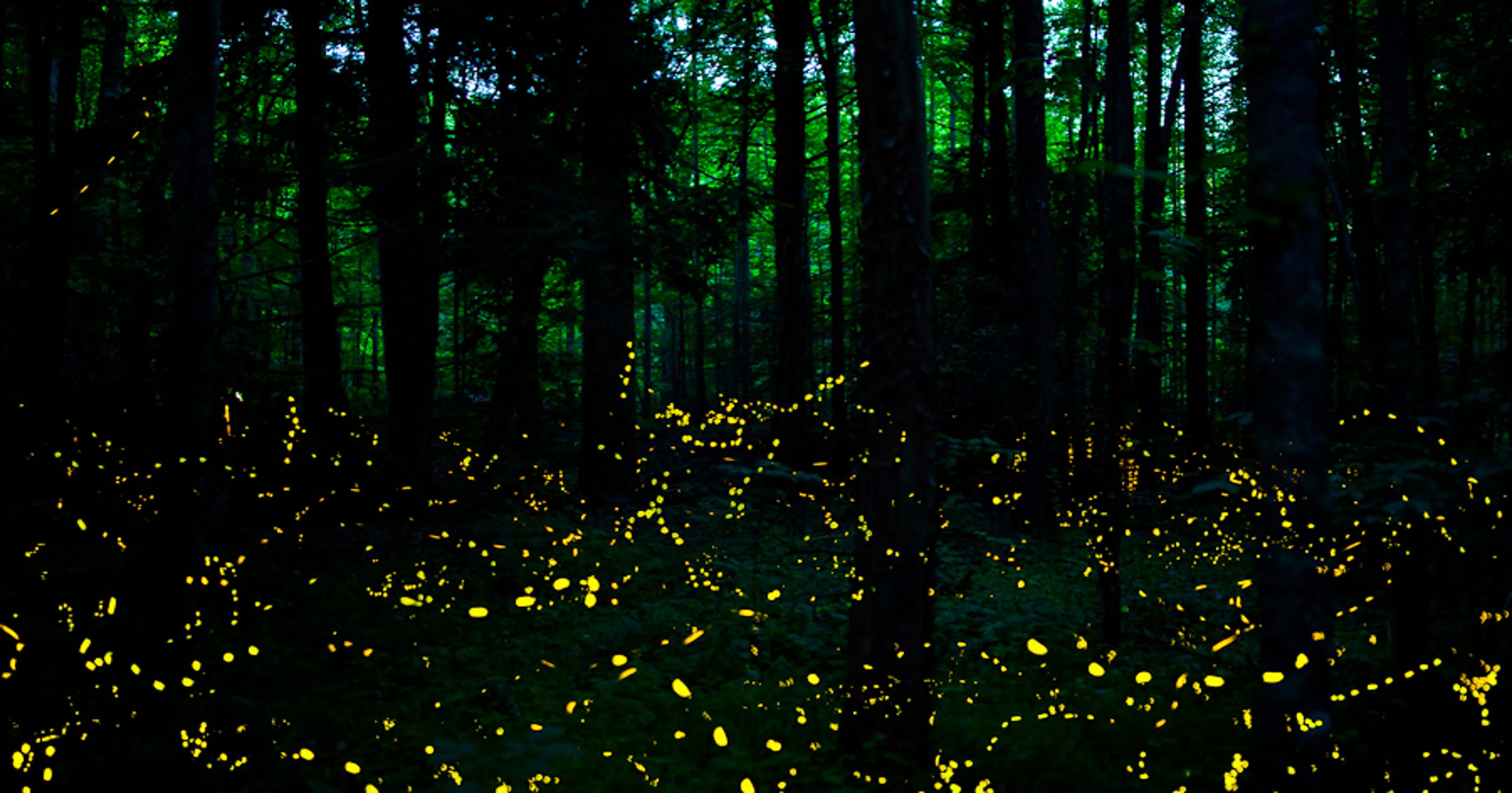 Spot blue ghost fireflies around Asheville in PIsgah, DuPont forests