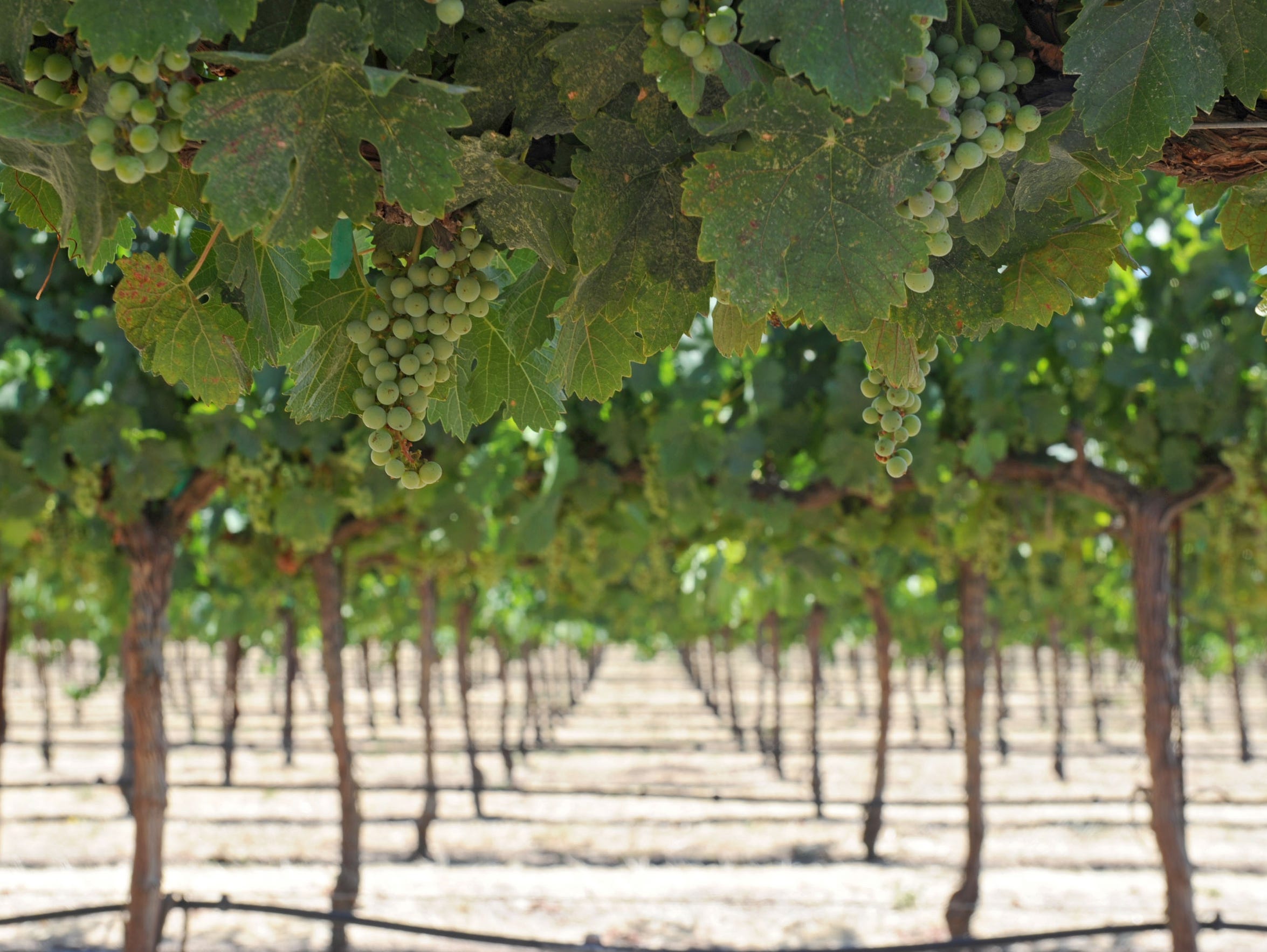 Wine grapes hang on the vines at Pomar Junction Vineyard