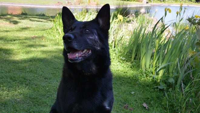 K9 Baco will be retiring soon from the Salem Police Department.