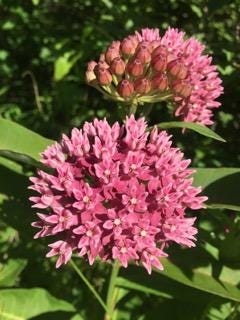 Purple milkweed is an important food source for pollinators.