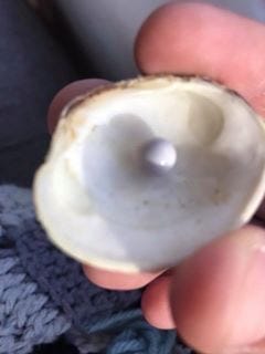 This pearl was discovered inside a littleneck clam purchased from Toms Cove Aquafarms on Chincoteague, Virginia on Thursday, April 19, 2018.