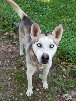 A 10-month-old Siberian husky mix, Kuma is a fun-loving puppy who needs help with training. He loves other dogs.
