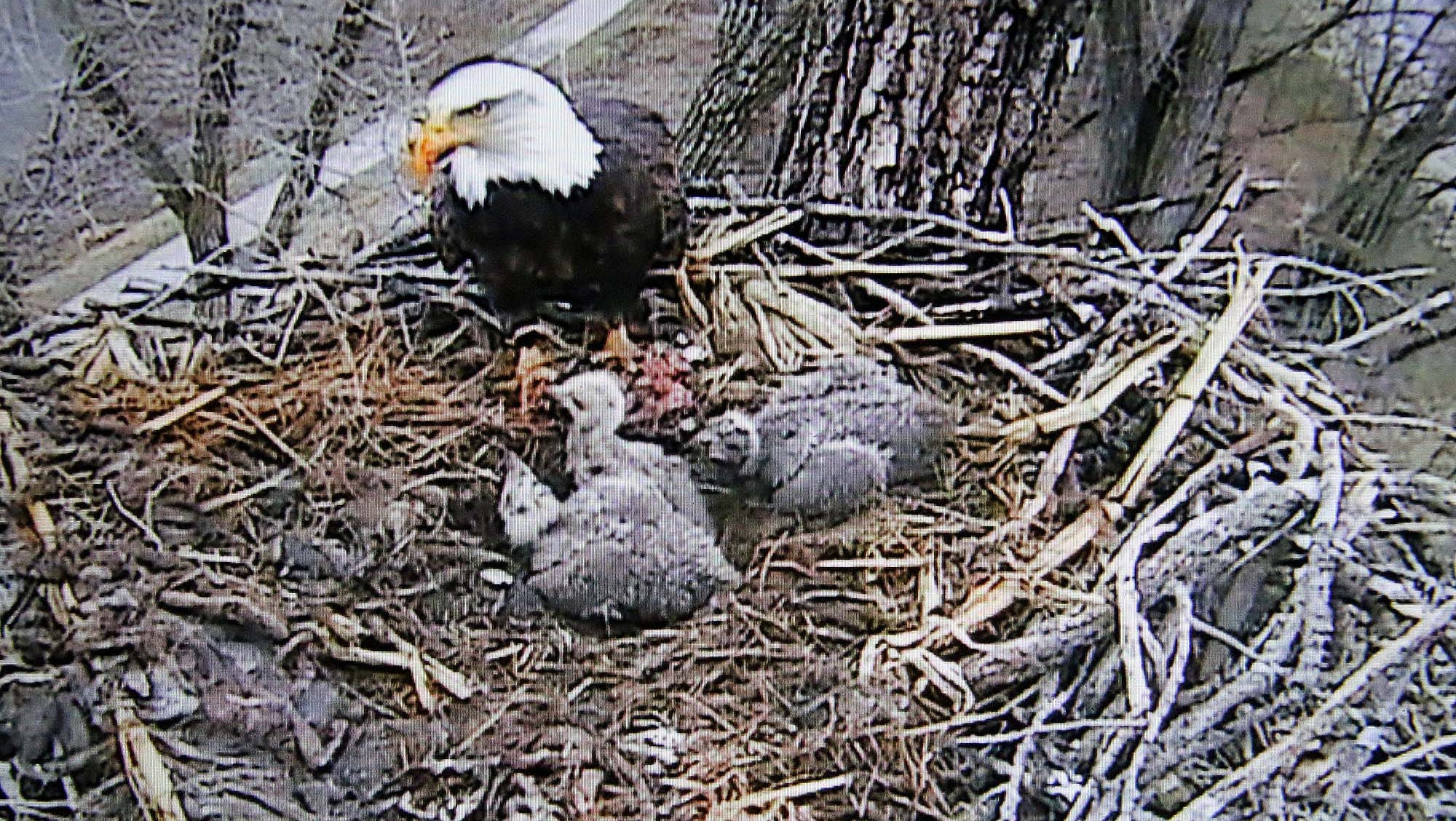 Decorah eagles have started hatching