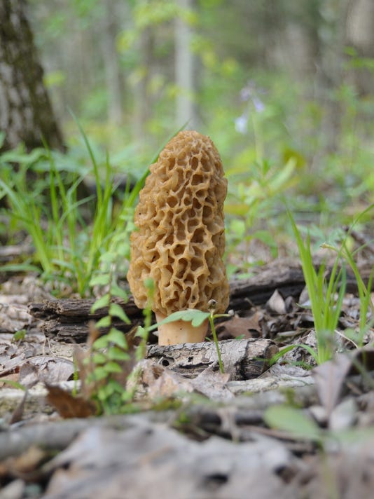 Indiana Morel Mushroom Progression Map Maping Resources Indiana Morel Mushroom Progression Map 2022